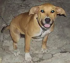 Cachorro ra a StaffBull idade 7 a 11 meses nome Procura GRATIFICA