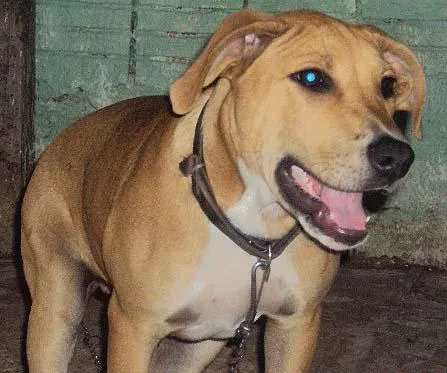 Cachorro ra a StaffBull idade 7 a 11 meses nome Procura GRATIFICA