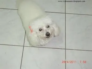 Cachorro raça Poodle idade 2 anos nome ENCONTRADA