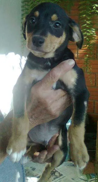 Cachorro ra a FoxPaulist idade 2 a 6 meses nome BINHO