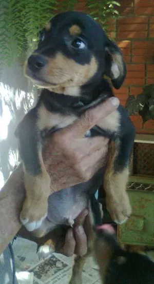 Cachorro raça FoxPaulist idade 2 a 6 meses nome BINHO