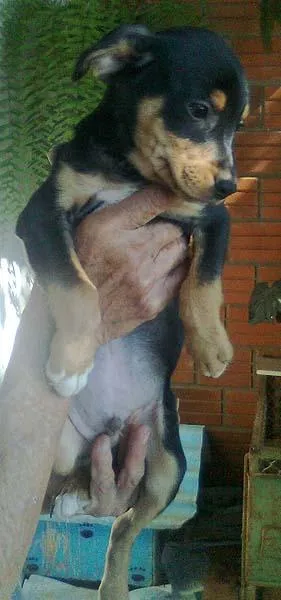 Cachorro ra a FoxPaulist idade 2 a 6 meses nome BINHO