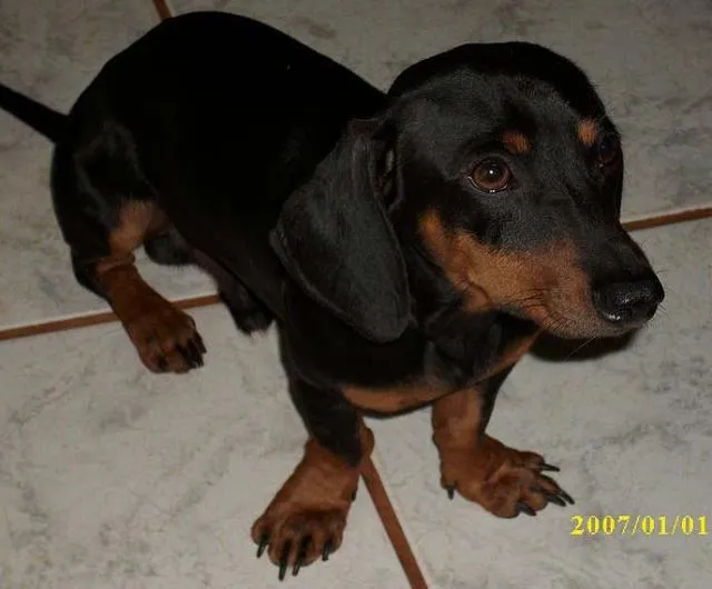 Cachorro ra a Basset idade 3 anos nome 2 Puros