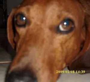 Cachorro raça Basset idade 3 anos nome 2 Puros