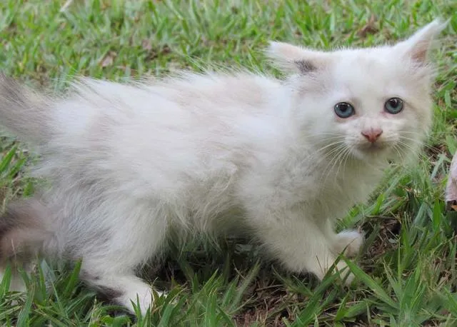 Gato ra a SRD idade Abaixo de 2 meses nome Mia