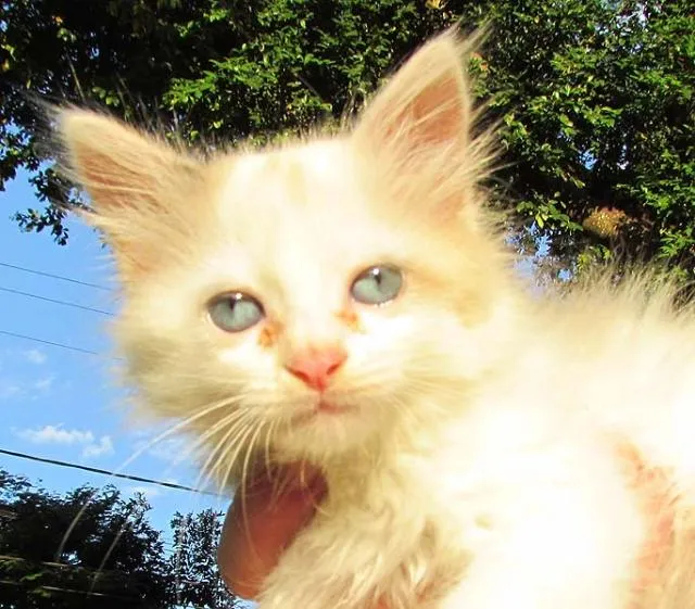 Gato ra a SRD idade Abaixo de 2 meses nome Mia