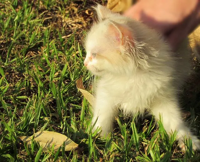 Gato ra a SRD idade Abaixo de 2 meses nome Mia