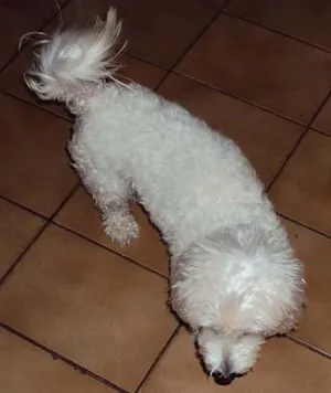 Cachorro raça Poodle idade 5 anos nome Procura GRATIFICA