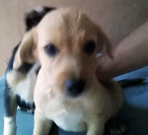 Cachorro raça SRD idade 2 a 6 meses nome Dois Lindos