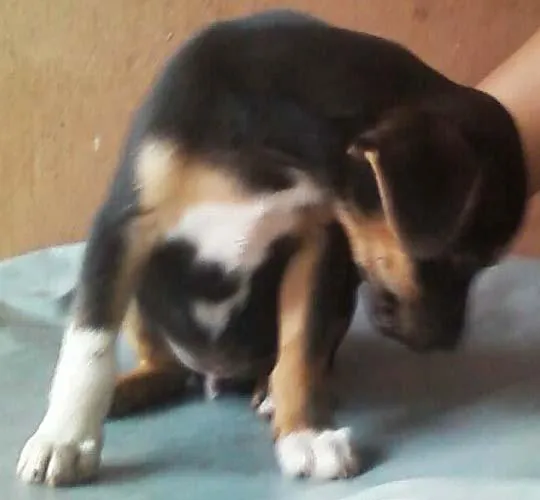 Cachorro ra a SRD idade 2 a 6 meses nome Dois Lindos