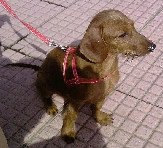 Cachorro ra a Cofap idade 7 a 11 meses nome MEL