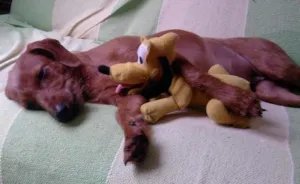 Cachorro raça Cofap idade 7 a 11 meses nome MEL