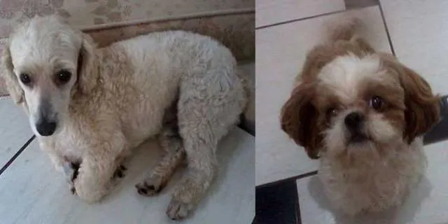 Cachorro ra a Dv idade  nome Procura GRATIFICA