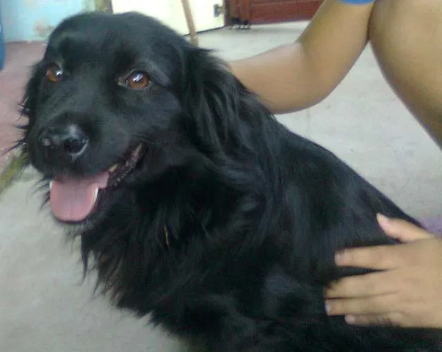 Cachorro ra a SRD idade 7 a 11 meses nome OTTO