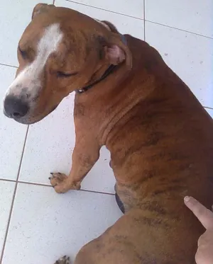 Cachorro raça PitBoxer idade 2 anos nome Chica