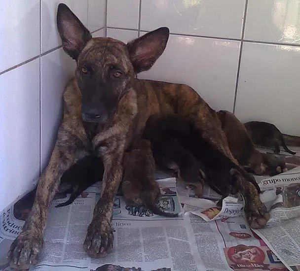 Cachorro ra a Fila idade Abaixo de 2 meses nome Mãe e Filhotes