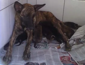 Cachorro raça Fila idade Abaixo de 2 meses nome Mãe e Filhotes