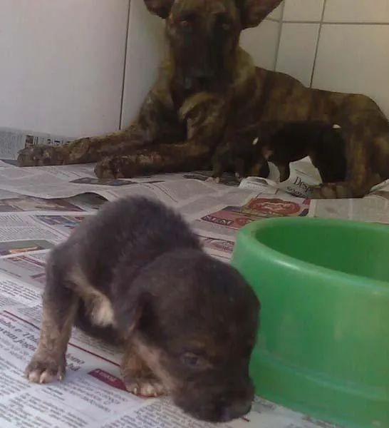 Cachorro ra a Fila idade Abaixo de 2 meses nome Mãe e Filhotes