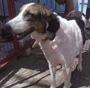 Cachorro raça SRD idade 6 ou mais anos nome Penélope