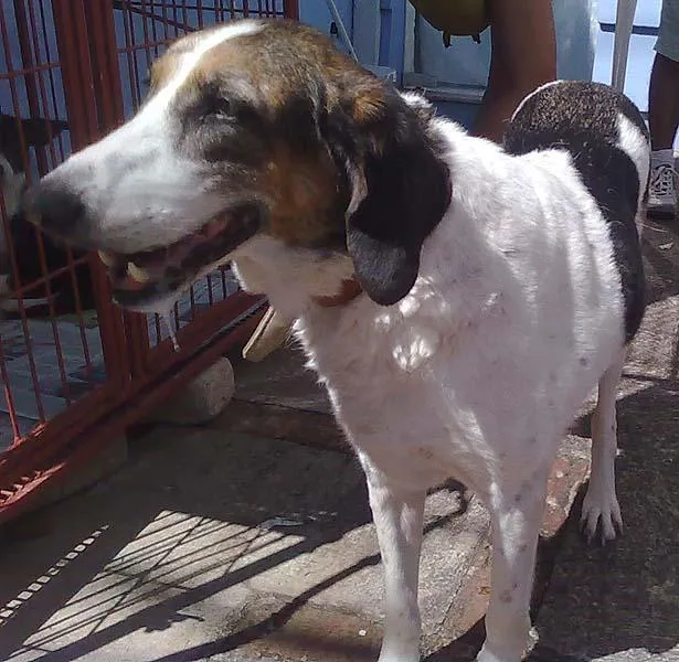 Cachorro ra a SRD idade 6 ou mais anos nome Penélope