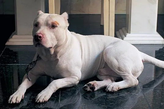 Cachorro ra a PitBull idade 4 anos nome TYSON