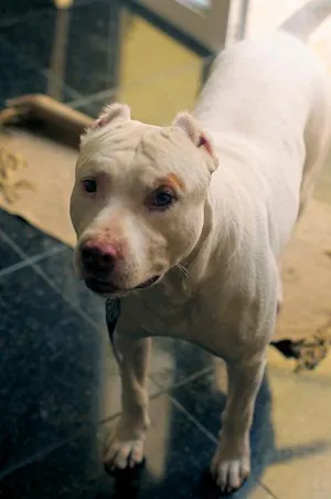 Cachorro raça PitBull idade 4 anos nome TYSON