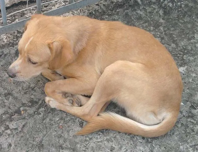 Cachorro ra a SRD idade 1 ano nome Meigo URGENTE