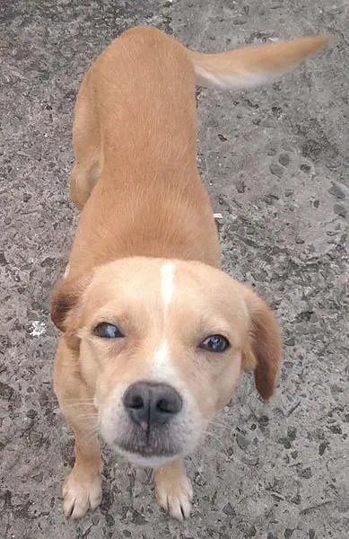 Cachorro ra a SRD idade 1 ano nome Meigo URGENTE