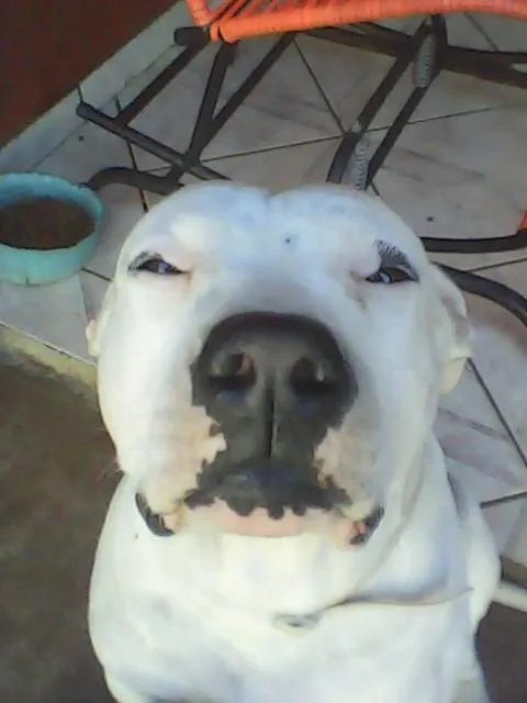 Cachorro ra a PitBull idade 5 anos nome PitBOM