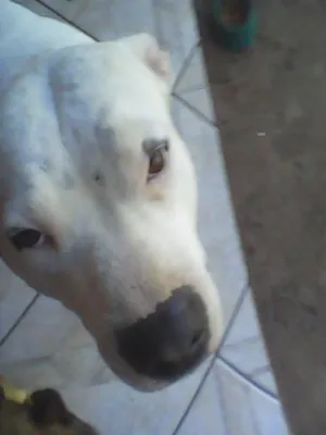 Cachorro raça PitBull idade 5 anos nome PitBOM