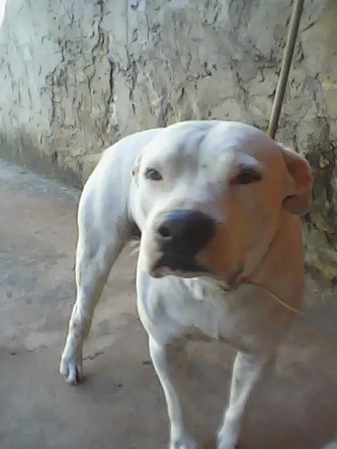 Cachorro ra a PitBull idade 5 anos nome PitBOM