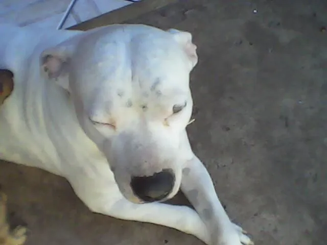 Cachorro ra a PitBull idade 5 anos nome PitBOM