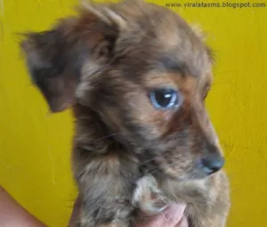 Cachorro raça srd idade 2 a 6 meses nome Bebezinhos fofos!