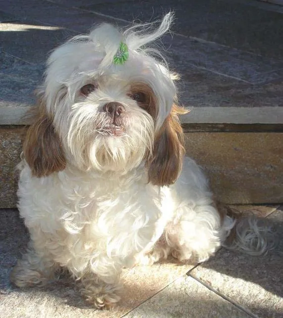 Cachorro ra a idade nome Encontrada