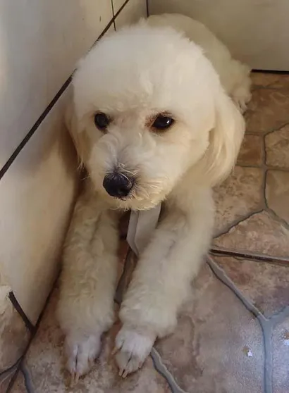 Cachorro raça Poodle idade  nome Procura GRATIFICA