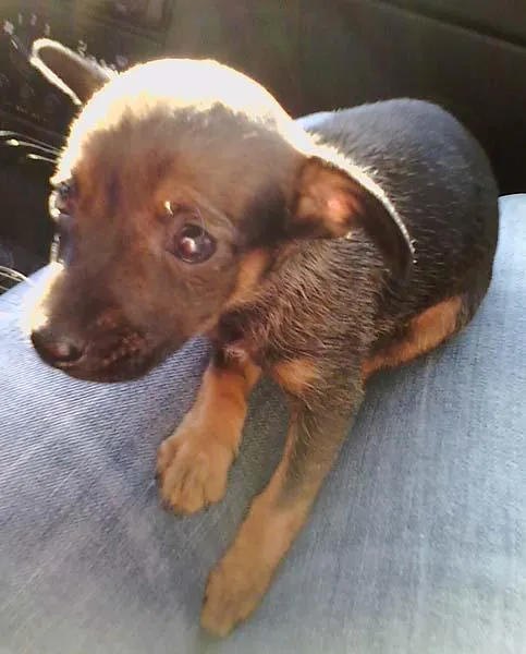 Cachorro ra a SRD idade Abaixo de 2 meses nome Quer 1 LAR