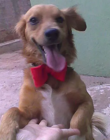 Cachorro ra a SRD idade 2 anos nome Duque