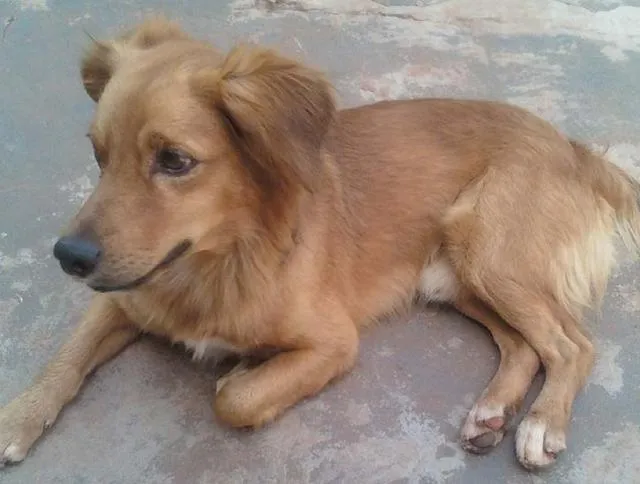 Cachorro ra a SRD idade 2 anos nome Duque