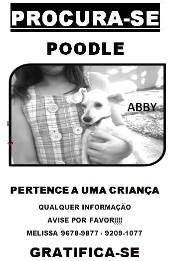 Cachorro ra a Poodle idade 2 a 6 meses nome Procura GRATIFICA