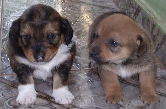 Cachorro ra a SRD idade Abaixo de 2 meses nome Novinhos