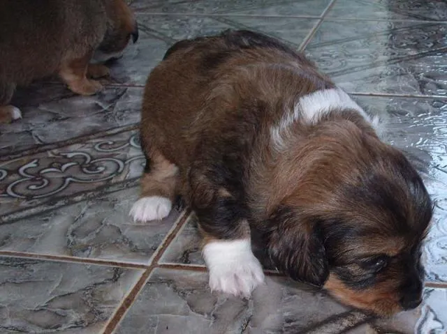 Cachorro ra a SRD idade Abaixo de 2 meses nome Novinhos