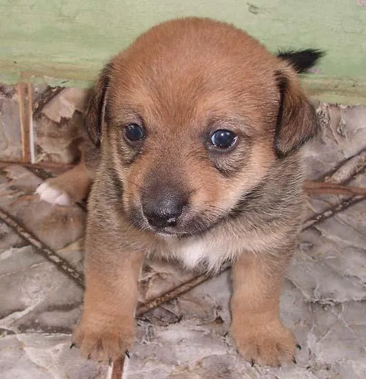 Cachorro ra a SRD idade Abaixo de 2 meses nome Novinhos