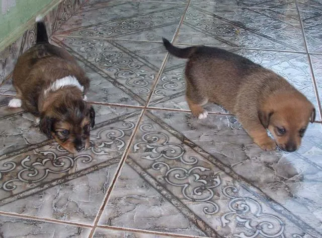 Cachorro ra a SRD idade Abaixo de 2 meses nome Novinhos