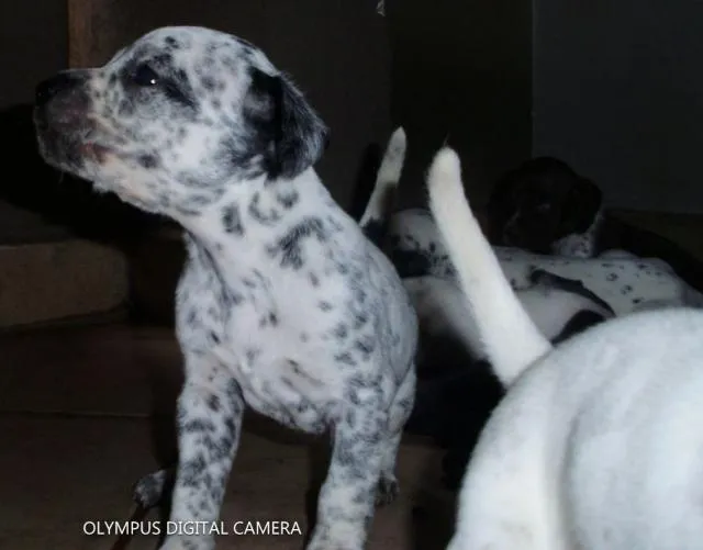 Cachorro ra a de Raça idade Abaixo de 2 meses nome Novinhos