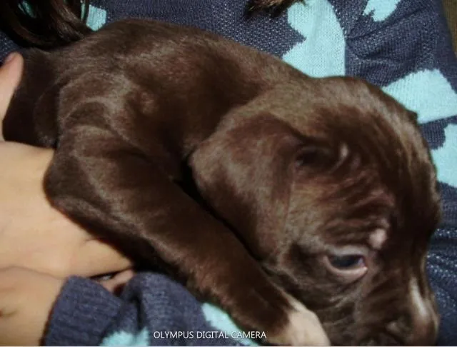 Cachorro ra a de Raça idade Abaixo de 2 meses nome Novinhos