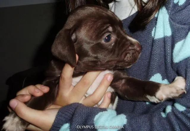 Cachorro ra a de Raça idade Abaixo de 2 meses nome Novinhos