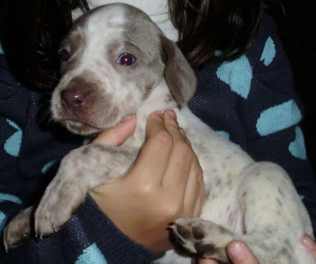 Cachorro ra a de Raça idade Abaixo de 2 meses nome Novinhos