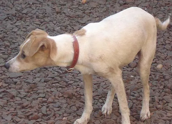 Cachorro ra a SRD idade 1 ano nome Encontrada