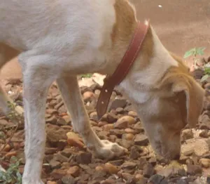 Cachorro raça SRD idade 1 ano nome Encontrada