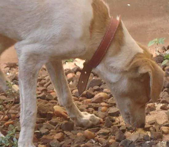 Cachorro ra a SRD idade 1 ano nome Encontrada